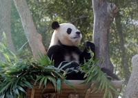 ‘푸바오의 마지막 선물’ 에버랜드 1분기 역대최대 매출기록…영업손실률 확 줄어