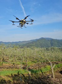 평창군, 2024년 드론활용 사과 인공수분 시범사업 추진