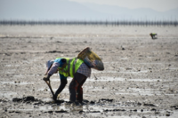 신안군, 갯벌낙지 맨손잡기 장인선발대회 29일 개최