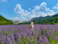 동해시, 8일 ‘무릉별유천지 라벤더 축제’ 개막!