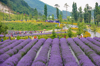 동해시, 보랏빛 물결 ‘무릉별유천지’ 인기 절정!
