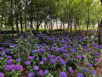 나주시로 여름꽃 보러 오실래요?