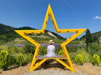 동해시, 7만여 명 방문 ‘무릉별유천지 라벤더 축제’ 성료