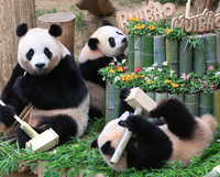 내꿈은 건강과 인기! 쌍둥이판다 돌잔치, 루이바오는 대나무 아령, 후이바오는 대나무 마이크 잡아