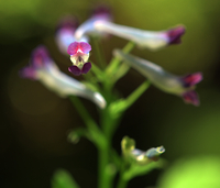 [여정B] 춘천 제이드가든의 보석 현호색(玄胡索), 비밀을 간직한 사랑스러운 보물주머니!