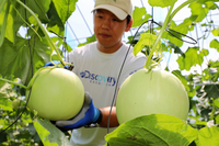 인제군,  꿀찬멜론 본격 출하 ‘여름을 부탁해!’