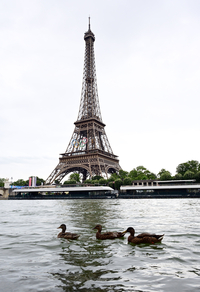 [포토]파리올림픽 개회식 입장 앞둔 센강, 오리들의 예행 연습