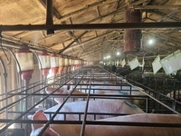 홍천군 “자체생산 미생물, 악취 저감 효과 입증”