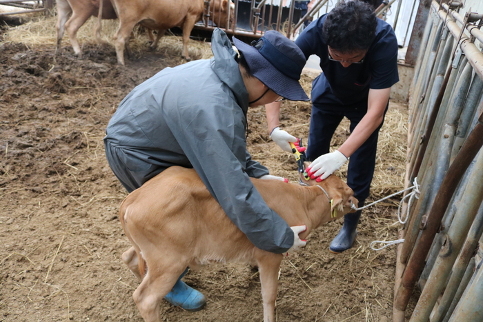 강원특별자치도, 칡소 농가 대상 개체 전수조사 완료