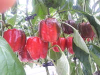 강진군,  강진産 파프리카 맛과 건강 ‘보장’