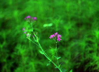 [여정B] 이효석 문학관의 끈끈이대나물꽃, ‘함정’에 빠져도 거부할 수 없는 사랑!