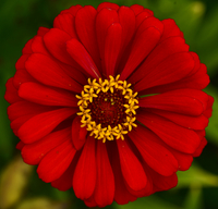 [여정B] 이효석 생가의 백일홍, 그리워 사랑하는 님을 따라간 꽃이여!