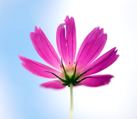 [여정B] 이효석의 생가의 코스모스, ‘우주(Cosmos)’에서 처음 태어난 순결의 여신이여!