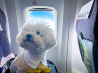 떠나요~ 반려견과 제주도 푸른 바다로!…LGU+, ‘포동 전용기’ 띄운다