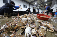 가을 꽃게, 고수온에 생산 줄고 가격 대폭 올랐다