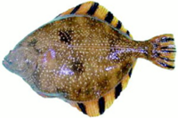 강원자치도, 고소득 품종 ‘강도다리 종자 8만 마리’ 무상 방류