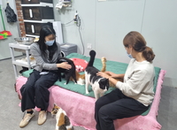 대웅펫, 유기묘 보호소 ‘야옹아안녕’과 함께 심터위생 개선 및 교감…‘임팩타민펫’도 기부