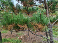 강원산림과학연구원 “건강한 숲을 만드는 생태계 순환의 한 과정”