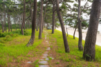 진도군 관매도 해송 숲, 전남도 명품 숲 ‘대상’ 선정