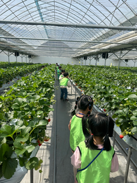 새콤달콤 원주 ‘치악산 딸기’, 본격 출하 시작