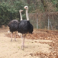 광주 우치동물원, 7년만에 타조부부 ‘새 둥지’