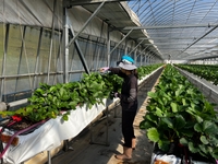 진안군, 천적 이용한 해충친환경 방제 기술로 딸기 해충 피해 감소에 탁월