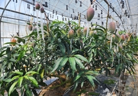 고창군,  ‘애플망고’ 집중육성...노동력 적게 들고 고소득 작목