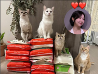 고양이 집사 주현영, 임시보호소에 모래 기부