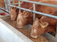 고흥군, 유자골 고흥 한우 전국 최고품질 입증