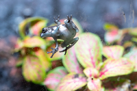 롯데월드 아쿠아리움, ‘경칩’ 맞이 개구리 특선