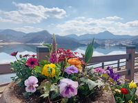 임실 옥정호, 재개장이후 5천여명 방문...각종 꽃과 나무 옥정호의 아름다움 피운다