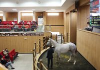 올해 첫 2세 경주마 경매 제주서 열려... 최고가 1억 3,100만원, 평균가 3,864만원 기록해