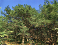 장성군, ‘천년의 숲 비자림’ 조성