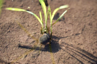 고흥군, ‘왕우렁이’ 집중 수거 기간 운영