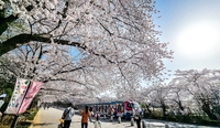 서울랜드, 벚꽃 개화를 맞이해 이색 벚꽃놀이 코스를 제안해