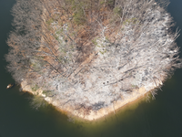 횡성군, 민물가마우지 집단서식지 개체수 관리 추진