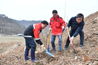 횡성군, 식목일 행사로 건강한 숲 조성 나서