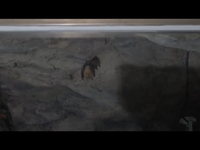 동해시, 천곡황금박쥐동굴에 황금빛 행운의 상징 ‘황금박쥐’ 출현