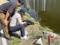 강원자치도, 공지천 물고기 폐사 원인 규명 ‘2차 정밀 수질조사’ 실시