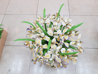 동해 삼화사 지화장엄, 강원자치도 무형유산으로 지정