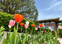 찬란한 봄! 렛츠런파크 서울, 봄기운 물씬한 산책 코스를 시민들에게 선사해