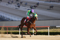 11일 ‘제28회 코리안더비(G1)’, 3세마들의 꿈의 무대가 오는 11일 펼쳐진다!