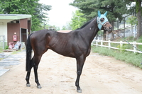 18일 열리는 제35회 스포츠조선배, 장거리 신흥 강자를 찾아라!