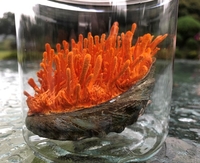 완도군, 전복으로 키운 동충하초 ‘코디세핀’ 대폭 증가