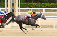 2023년 암말 삼관마 ‘즐거운여정’, KNN배 대상경주 여왕 자리 노린다!