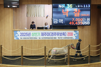 ‘천연기념물’ 제주마, 올해 첫 경매에서 최고가 7000만원 기록해