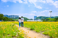 금계국 만개한 속초해수욕장, 아름다운 금빛 물결 장관