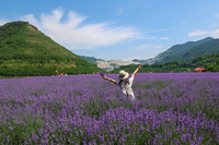 동해시 무릉별유천지 라벤더 축제, 개막 첫 주말에 2만7천여 명 몰려
