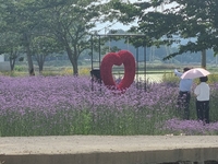 강진군, ‘작천 코끼리마늘꽃 3days’ 행사 새단장