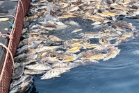 전남도, 여름철 자연재해 대비 양식수산물 재해보험 가입하세요